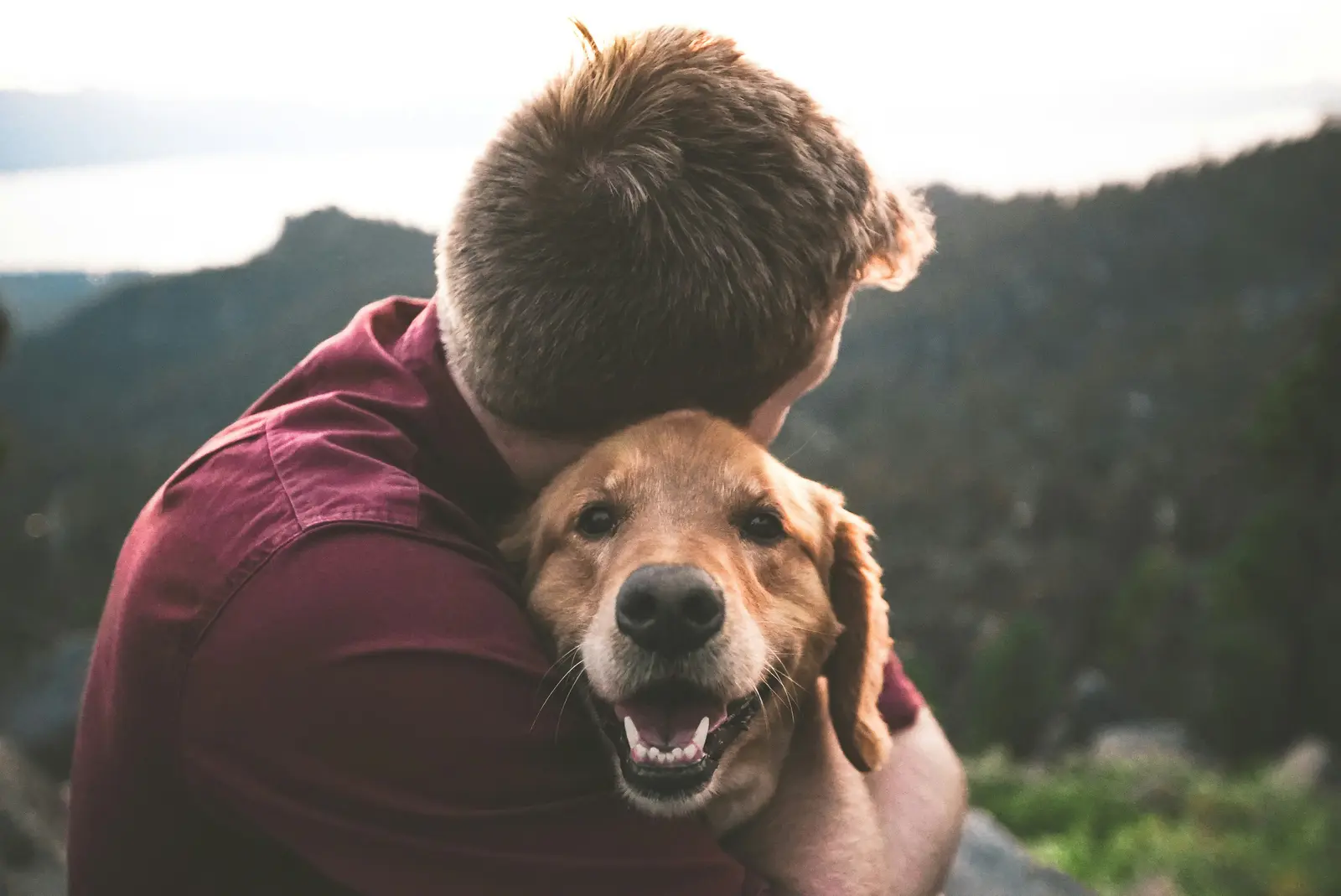 Pet insurance guides