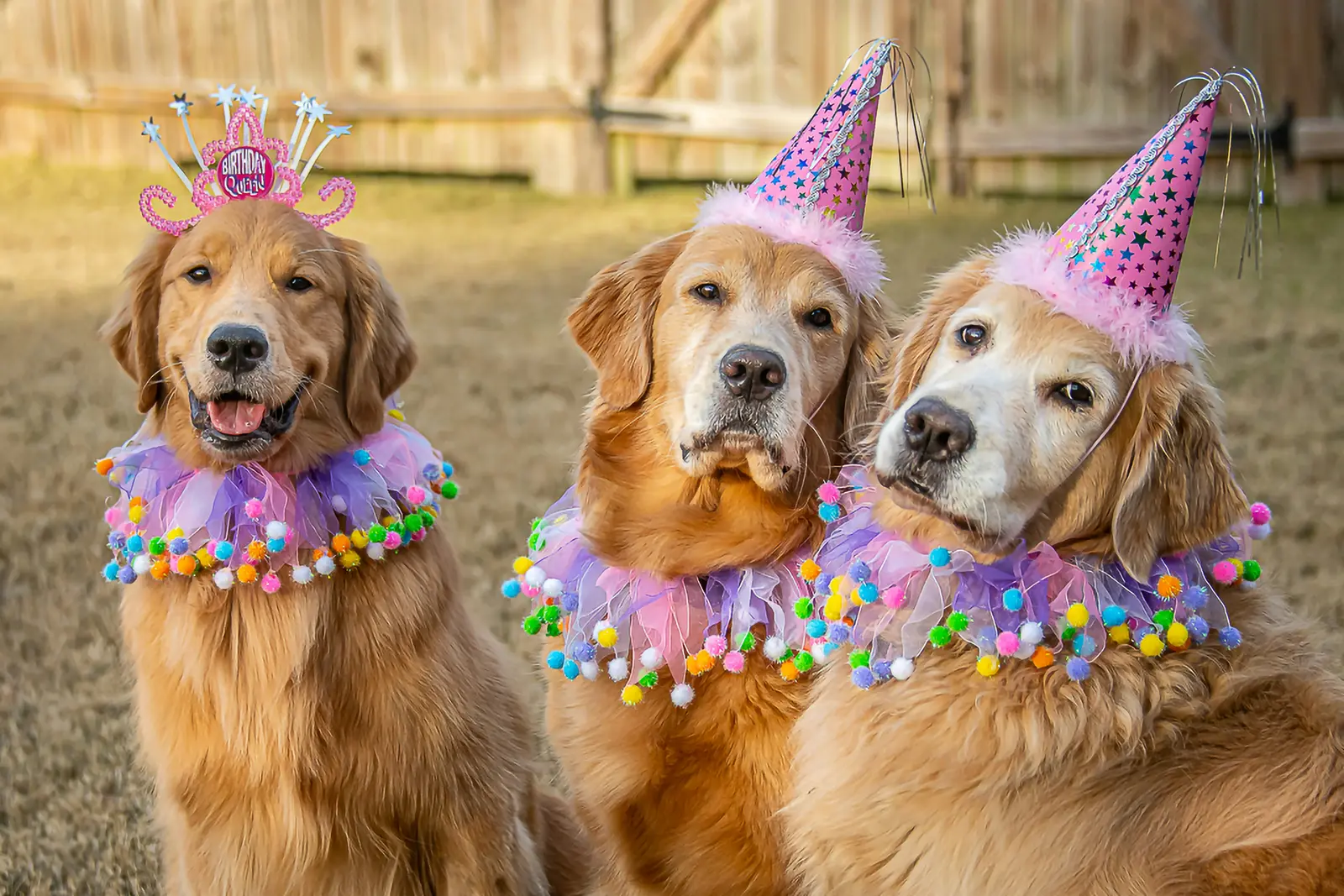 Pet insurance guides