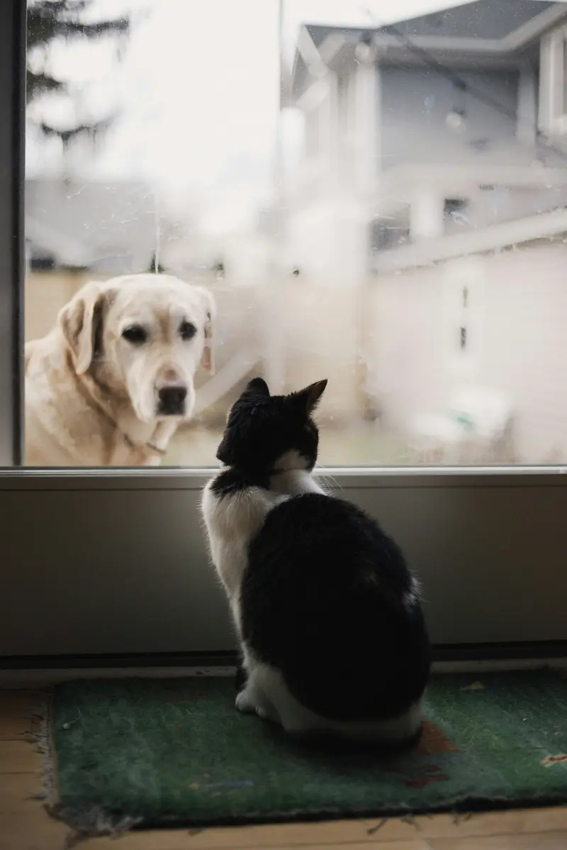Happy pet owner