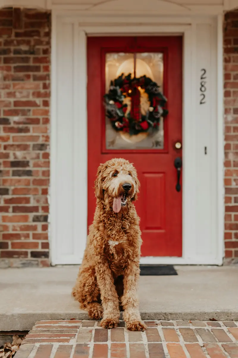 Happy pet family